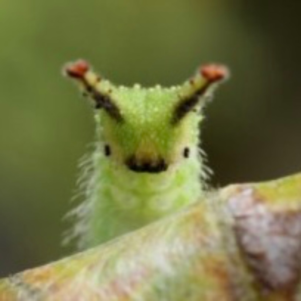 Meet your Posher, Bug